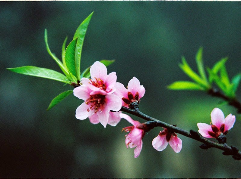 Top 100 hình ảnh hoa đào ngày Tết đẹp nhất CÔNG TY CỔ PHẦN GIÁO DỤC LASTING