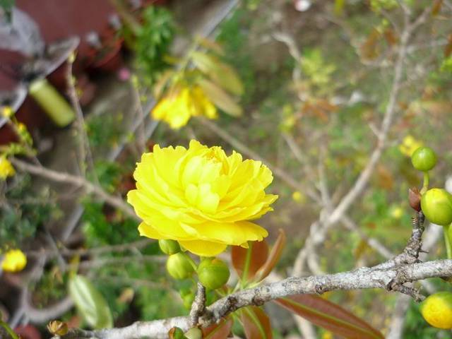 Hoa mai vàng đẹp ngày tết