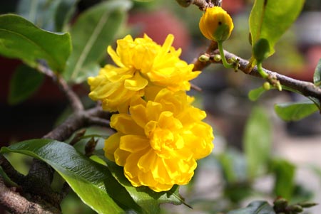 Hoa mai vàng đẹp ngày tết