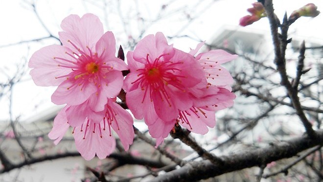 Ngắm hoa anh đào Nhật Bản ‘xịn’ giữa Hà Nội
