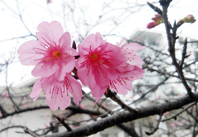Hoa anh đào Nhật Bản 'xịn' giữa Hà Nội