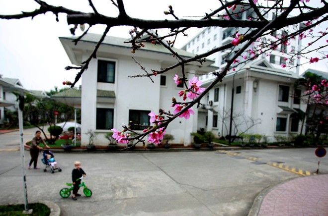 Hoa anh đào Nhật Bản 'xịn' giữa Hà Nội