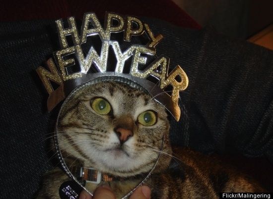 Ảnh động vật chúc mừng năm mới 2015