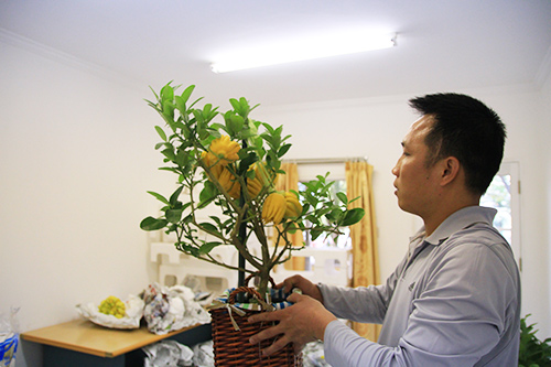 Phật thủ bonsai dáng “bàn tay chắp” cực lạ 