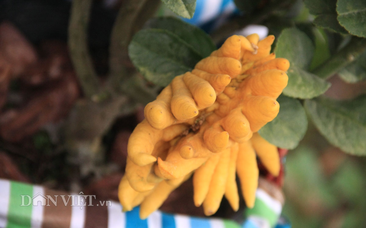 Phật thủ bonsai dáng “bàn tay chắp” cực lạ