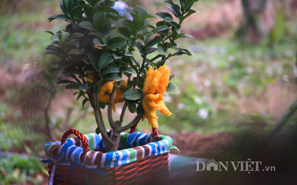Phật thủ bonsai dáng “bàn tay chắp” cực lạ
